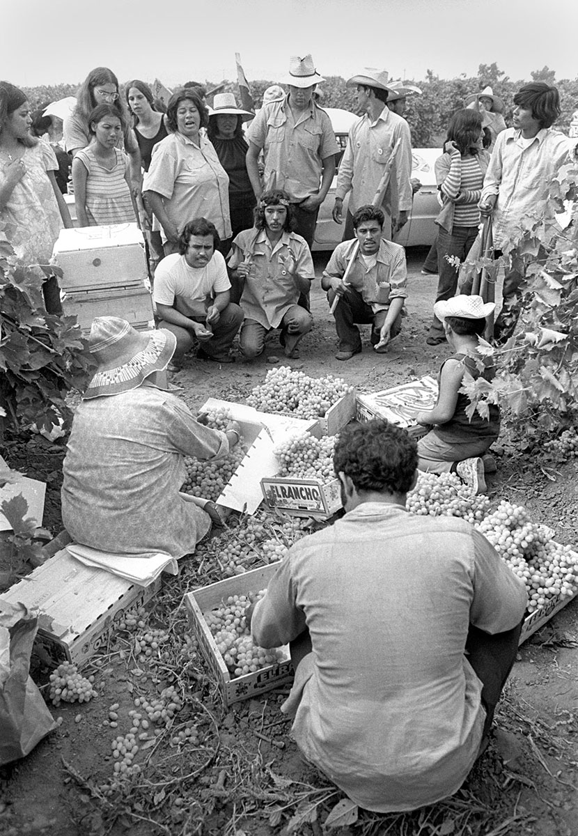 People with their backs to the camera putting grapes into boxes, facing another group of people, some sitting, some standing.