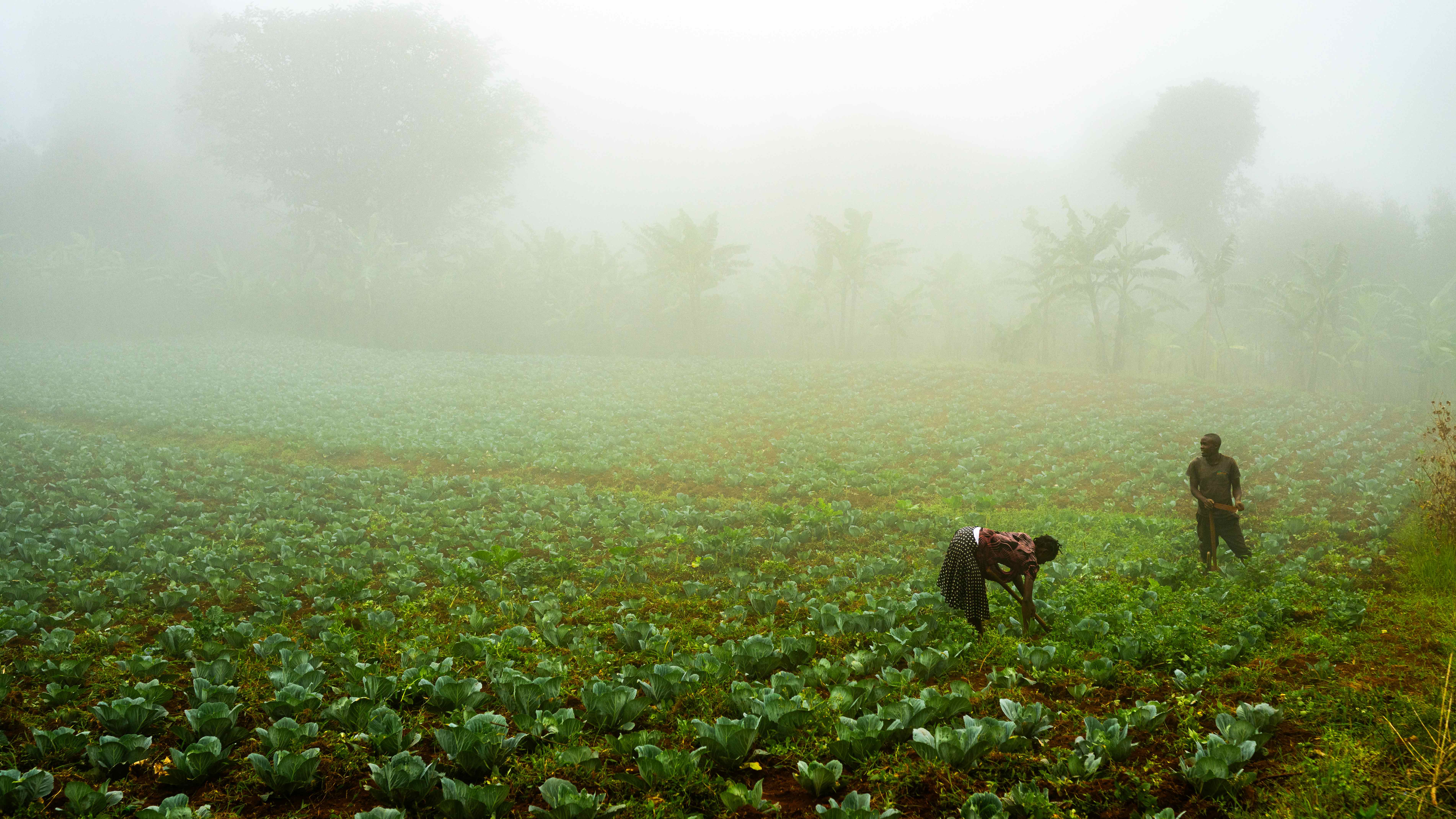 Cabbage Farmers