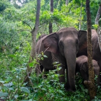 Two adult elephants and a baby elephant standing in the jungle surrounded by trees.